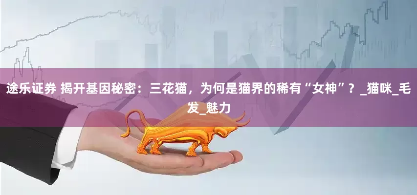 途乐证券 揭开基因秘密：三花猫，为何是猫界的稀有“女神”？_猫咪_毛发_魅力